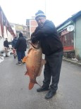 Savcılı Barajından 25 Kiloluk Sazan Balığı Çıktı Haberi