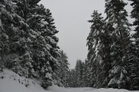 DOĞU KARADENIZ - Kafkasör Yaylası'nın Kış Güzelliği