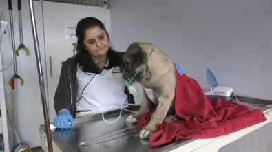 Kartal'ın Kuyu Köpeği Sağlığına Kavuştu