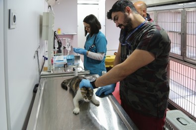 Vetbüs İle Maltepe'de Sokak Hayvanlarına Yerinde Tedavi