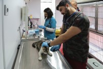 MALTEPE BELEDİYESİ - Vetbüs İle Maltepe'de Sokak Hayvanlarına Yerinde Tedavi