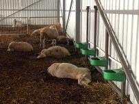 SARıLAR - Çiftlikte 320 Koyun Telef Oldu