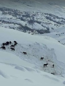 Hakkari Valiliği Sahipsiz Atlara Sahip Çıktı