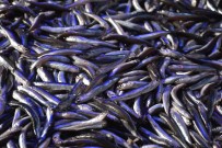 GÜRCISTAN - Hamsi Firarda