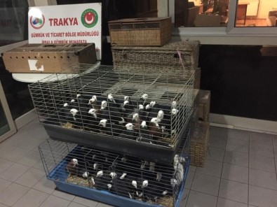 İpsala Sınır Kapısı'nda Ticareti Yasak Olan 235 Canlı Güvercin Ele Geçirildi