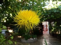 EYLEM PLANI - Kuşadası Tülüşahı Tür Koruma Eylem Planı Kapsamında Ziyaretler Yapıldı