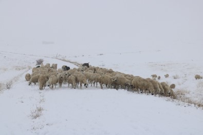 Sivas'ta Çobanların Zorlu Kış Mesaisi