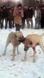 DOĞRUGÖZ - Konya'da Ormanda Köpek Dövüştüren Ve Bahis Oynayan 17 Kişiye Para Cezası