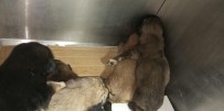 YAVRU KÖPEKLER - Yol Kenarına Atılmış Çuval İçerisindeki Yeni Doğmuş Yavru Köpekleri Vatandaşlar Kurtardı