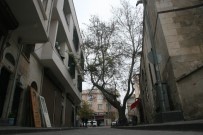 ÇINAR AĞACI - 250 Yıllık Tarihi Çınar Ağacı Caddeye Renk Katıyor