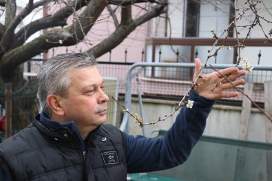 Bolu'da, Kış Mevsiminde Ağaçlar Çiçek Açtı