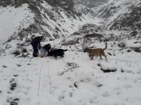 HAYVAN HAKLARı - Hakkari'de Can Dostlara Yiyecek Bırakıldı