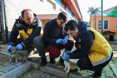 İzmir'deki Kırsal Bölgelerde Hayvanlara Uyuz Aşısı