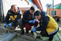 BUCA BELEDİYESİ - İzmir'deki Kırsal Bölgelerde Hayvanlara Uyuz Aşısı