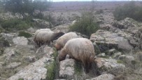 HÜSEYİN TURAN - Kaybolan 8 Koyunu Jandarma Buldu