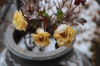 ORTAHISAR - Kış Ayında Açan Gül Şaşırttı