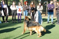 Köpek Eğitim Kursuyla Köpeklerle Daha İyi İletişim Kurabilmek Amaçlanıyor