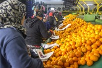 SOYA FASULYESİ - 2019'Da Gıda Ve Tarımda Öne Çıkanlar