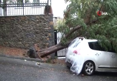 Arnavutköy'de Şiddetli Rüzgar Ağacı Kökünden Söktü
