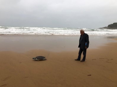 Fırtınanın Kayalıklara Savurduğu Caretta Sahile Vurdu