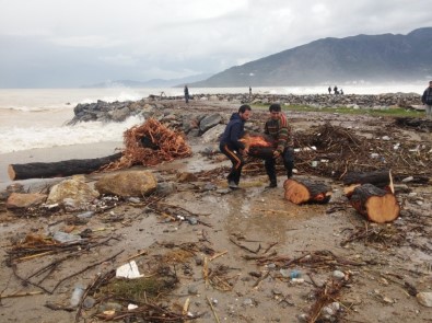 Sel Sularıyla Taşınan Odunları Topladılar