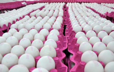 Yumurtada Toptan Satışta KDV İndirimi Sevindirdi