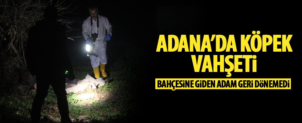Adana'da köpek vahşeti