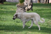 AVRUPA BIRLIĞI - Aliağa'da 'Kist Hidatik' Eğitimi