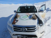 KıNALı - Kaçak avlanan iki kişi suçüstü yakalandı