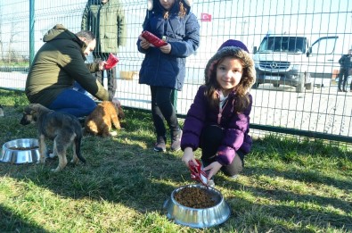 Lüleburgaz'da Sokak Köpeklerine 1.7 Ton Mama Dağıtıldı