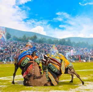 Torbalı'da 4 Yıl Aradan Sonra Develer Sahaya İniyor
