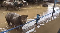 BÜYÜKBAŞ HAYVAN - 3 Bin Dönüm Tarım Arazisi Hırsızlar Yüzünden Sel Suları Altında Kaldı