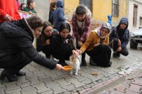 İMAM HATİP ORTAOKULU - Sokak Sokak Kedi Maması Dağıttılar