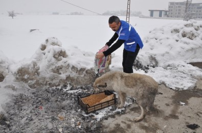 Yüksekova'da Sokak Hayvanları İçin Yiyecek Bırakıldı