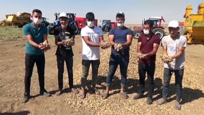 Yer Fıstığı Üretimindeki Rekor Artış Şırnaklı Üreticinin Yüzünü Güldürdü