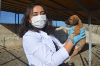 3 Yılda Bine Yakın Sokak Köpeği Sahiplendirildi Haberi