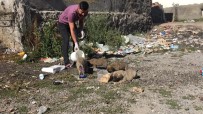 Bingöllü Aşçıdan, Çöp Kenarlarında Bulduğu Yavru Kedi Ve Köpeklere Vefa Haberi