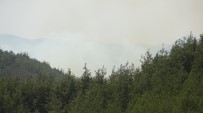 Hatay'ın Suriye Sınırındaki Orman Yangını Devam Ediyor