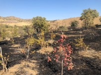 Bingöl'de Çıkan Yangında  Üzüm Bağları Zarar Gördü Haberi