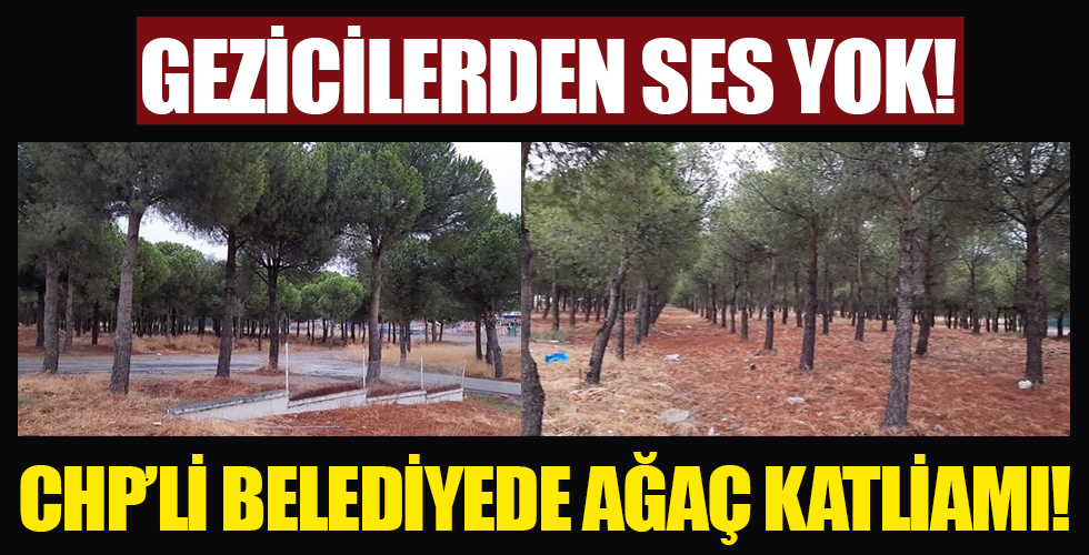 CHP'li Burhaniye Belediyesi’nden ağaç katliamı!