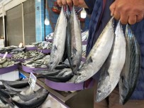 Palamut Fiyatları Tavan Yaptı