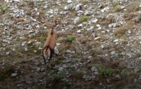 Yaban Hayvanlarının Foto Kapana Takılan Muhteşem Görüntüsü