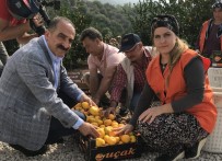 Satsuma Mandalinanın İhracat Yolculuğu 19 Ekim'de Başlıyor