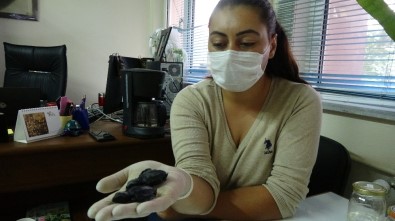 Çanakkale'de İlk Kez Caretta Caretta Yuvası Tespit Edildi