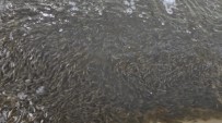 Elazığ'da Üretilen 5 Milyon Balık 21 Baraja Bırakılıyor Haberi