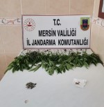 Mersin'de 31 Kök Kenevir Bitkisi Ele Geçirildi