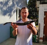 Muğla'da Oltaya Vantuz Balığı Takıldı Haberi