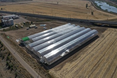 Serada Yetiştireceği Maydanozu İnternetten Satacak