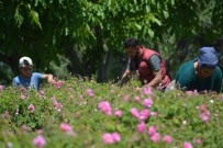 Isparta'da Gül Çiçeği Taban Fiyatı Açıklandı