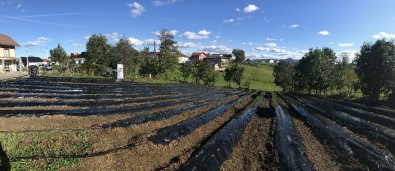 TİKA'dan Bosna Hersek'te Çilek Yetiştiriciliğine Destek